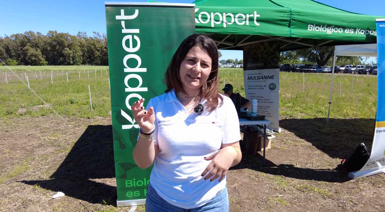 ¿Cómo funcionan los biológicos en arvejas? ¿Se puede mitigar estrés abiótico?